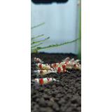 Camarão Caridina Red Crystal (10un) Brinde Musgo Top