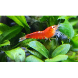 Camarão Caridina Super Red Crystal