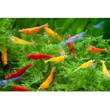 Camarão Neocaridina Mix 10 Unidades Variadas- Peixes 