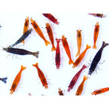 Camarão Neocaridina Mix 6 Unidades