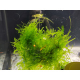 Camarão Neocaridina Mix Grade C 