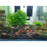 Camarao Neocaridina Red Cherry, Sakura E Rilli Grade C 15uni
