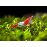 Camarão Neocaridina Red Rili (lote 3 Unid) Linhagem Pura