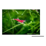 Camarão Neocaridina Red Sakura - 5 Unidades