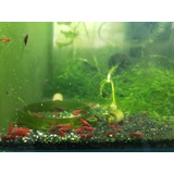 Camarao Neocaridina Red Sakura 10 Unidades