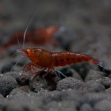 Caridina