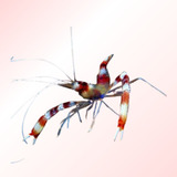 (1unid)