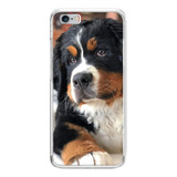 Bernese