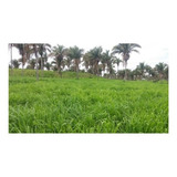 Capim Colonião Mg12 Paredão 1kg Sementes - Para Pecuaria D