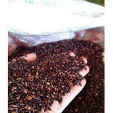 Capim Sudão Brs Estribo - 10 Kg De Sementes - Pastagem