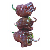 Carolina Reaper Chocolate, 1 Muda Originai De Qualidade