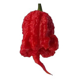 Pimenta