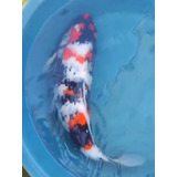 Carpas Koi, Nishikigoi 