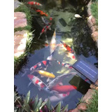 Carpas Koi Nishikigoi Coloridas 20cm Peixe Aquário Lago