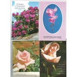 Cartão Postal Antigo - Temas Flores