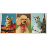 Cartão Postal Lote C/3 Animais Cachorro Poodle E 2 Gatos