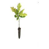 Carvalho Europeu Quercus Robur 10 Lindas Mudas 