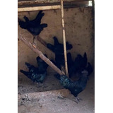 Casal De Cemani Puro( Animais Jovens)