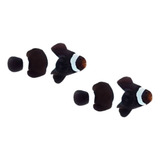 Casal De Peixe Palhaço Black - 2 Peixes