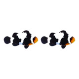 Casal De Peixe Palhaço Black Snowflake - 2 Unidades