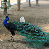 Casal Pavão Ombros Negros Aves Ornamentais Jovens