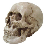 Caveira Decorativa Cranio Grande Tamanho Real Em Resina