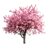 Cerejeira Sakura Okinawa Japonesa - Muda
