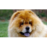 Chow Chow Lindos Belos Filhotes