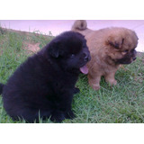 Chow Chow Lindos Filhotes Disponível