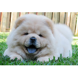 Chow Chow Os Filhotes Mas Lindos