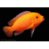 Laranja