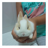 Coelho Anão Netherland Dwarf Mini