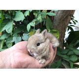 Dwarf