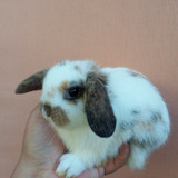 Coelho Mini Lop Uruguaio 