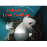Coelho Mini Lop 