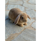 Lop