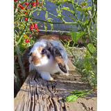 Coelho Mini Lop 