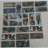 Coleção De Cards Surpresa - Litoral E Ilhas Oceânicas