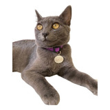 Coleira Anti Enforcamento + Tag Identificação Gravada Gatos