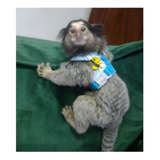 Coleira Peitoral Sagui Porquinho Da Índia Guia