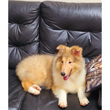 Collie ( Lassie ) - Lindos Filhotes Machos Com Pedigree Cbkc