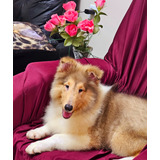 Collie - Lindos Filhotes Machos Com Excelente Pedigree Cbkc!
