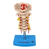 Coluna Cervical Vertebral Anatômico Tamanho Real