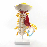 Coluna Vertebral Cervical Anatomia Acupuntura Quiropraxia