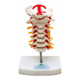 Coluna Vertebral Cervical Anatomia Fisio Corpo