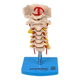 Coluna Vertebral Cervical Anatomia Fisiologia Humana