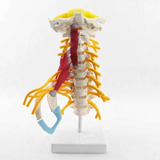 Coluna Vertebral Cervical Anatomia Músculo Nervo