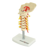 Coluna Vertebral Cervical Demonstrativa Em Tamanho