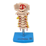 Coluna Vertebral Cervical Esqueleto, Anatomia