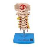 Coluna Vertebral Cervical Esqueleto